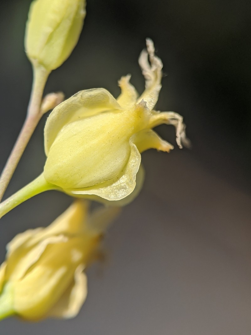 Laguna Mountain Jewelflower photo 3