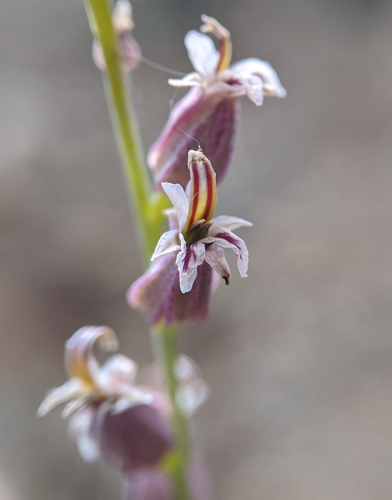 Socrates Mine Jewelflower