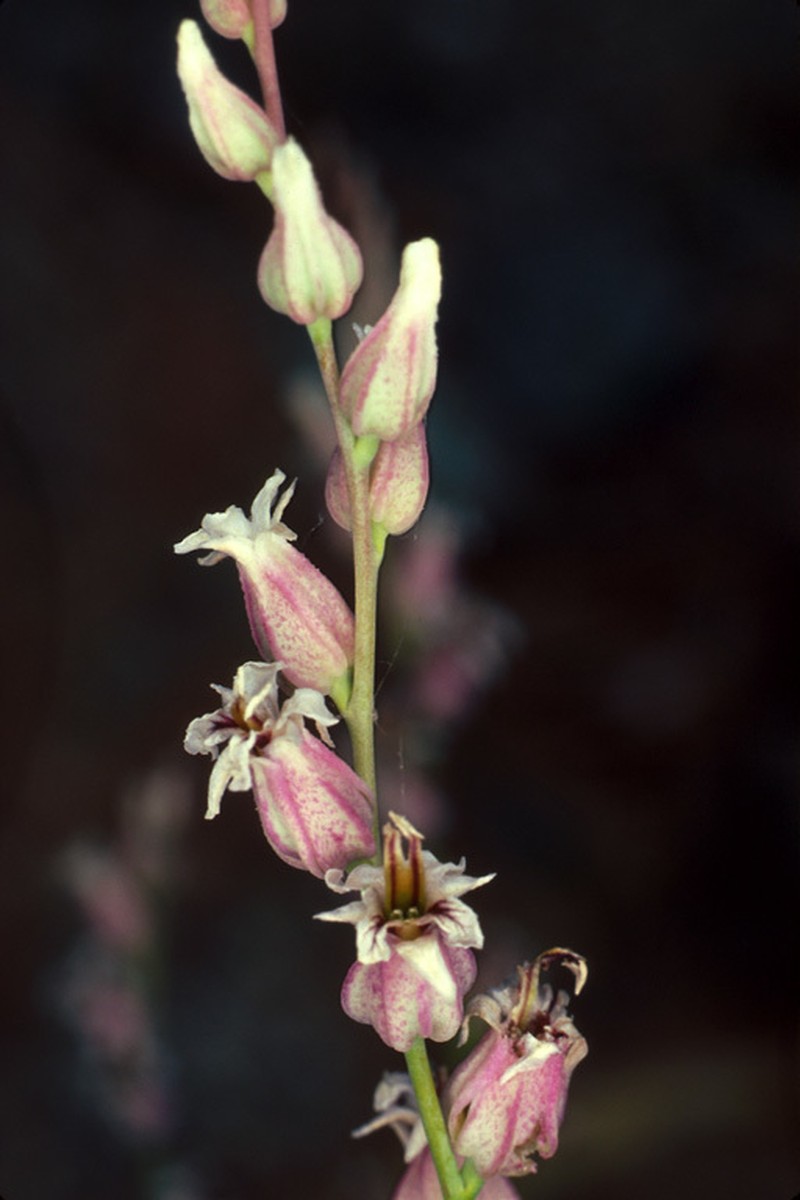 Socrates Mine Jewelflower photo 4