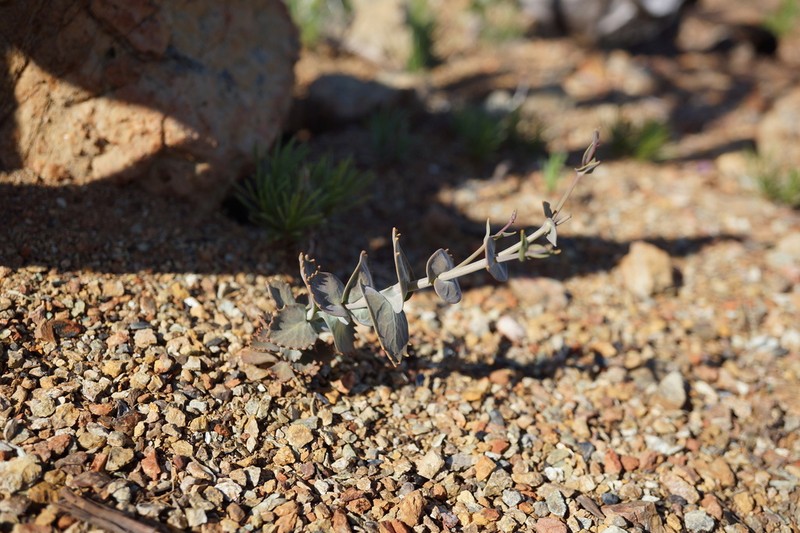 Socrates Mine Jewelflower photo 5