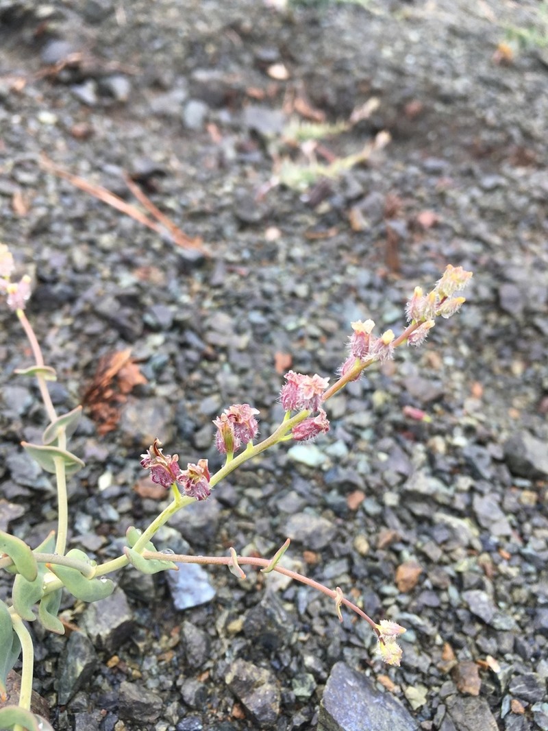 Socrates Mine Jewelflower photo 6