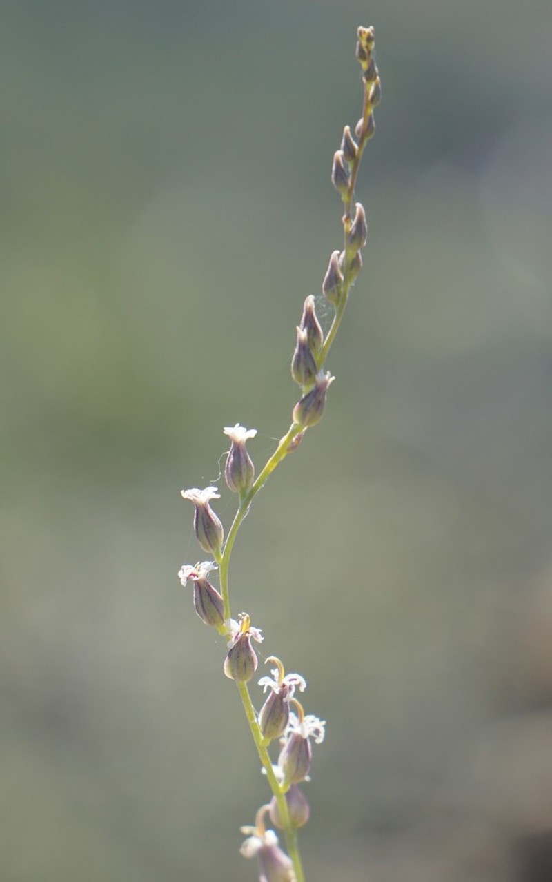 Socrates Mine Jewelflower photo 7