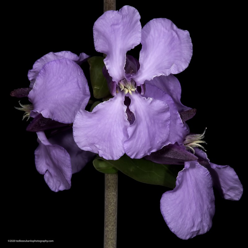 Bracted Jewelflower photo 2