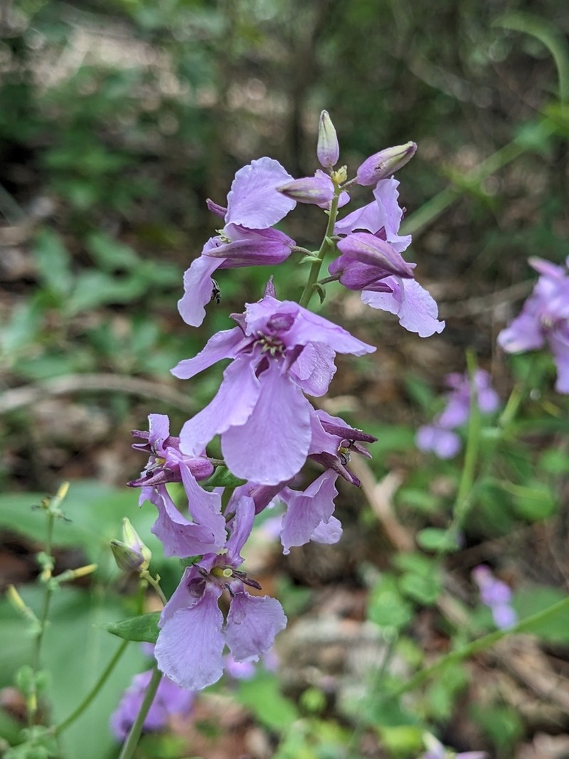 Bracted Jewelflower photo 3