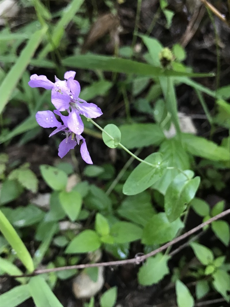 Bracted Jewelflower photo 4