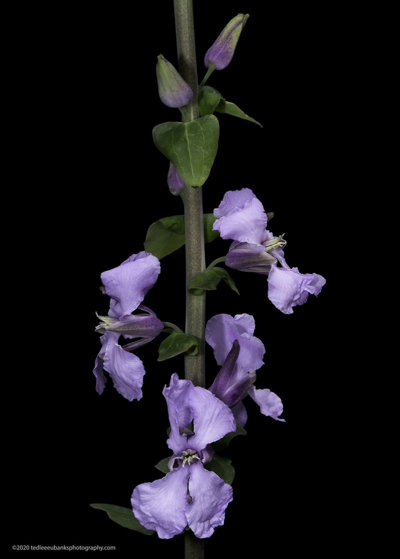 Bracted Jewelflower photo 5