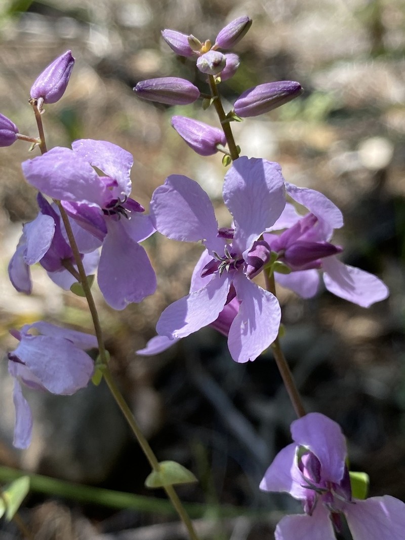Bracted Jewelflower photo 6