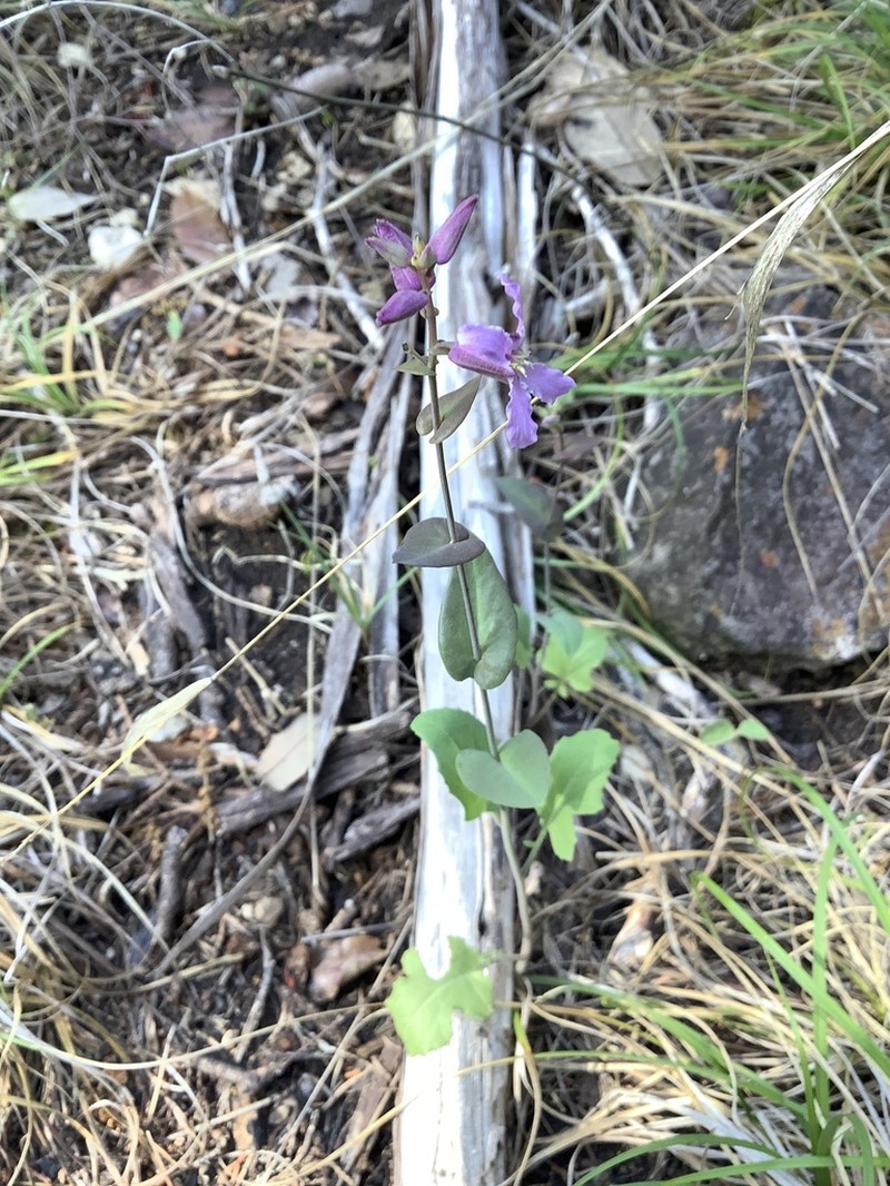 Bracted Jewelflower photo 7