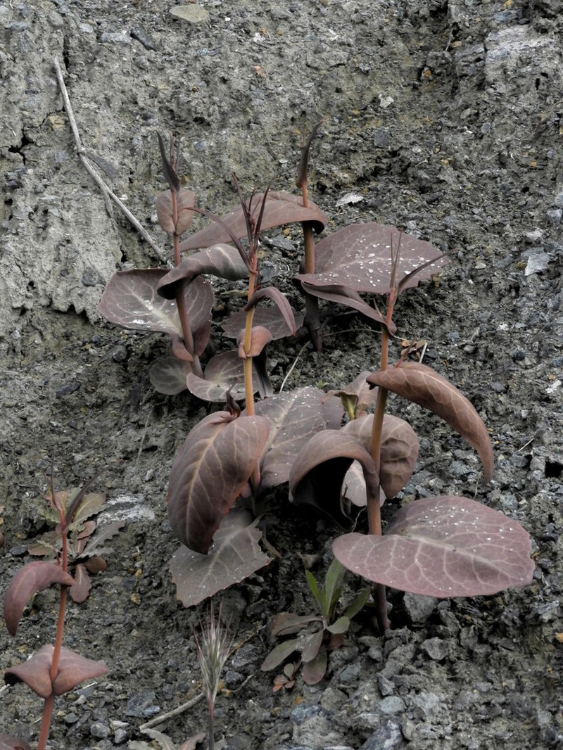 Brewer's Jewelflower