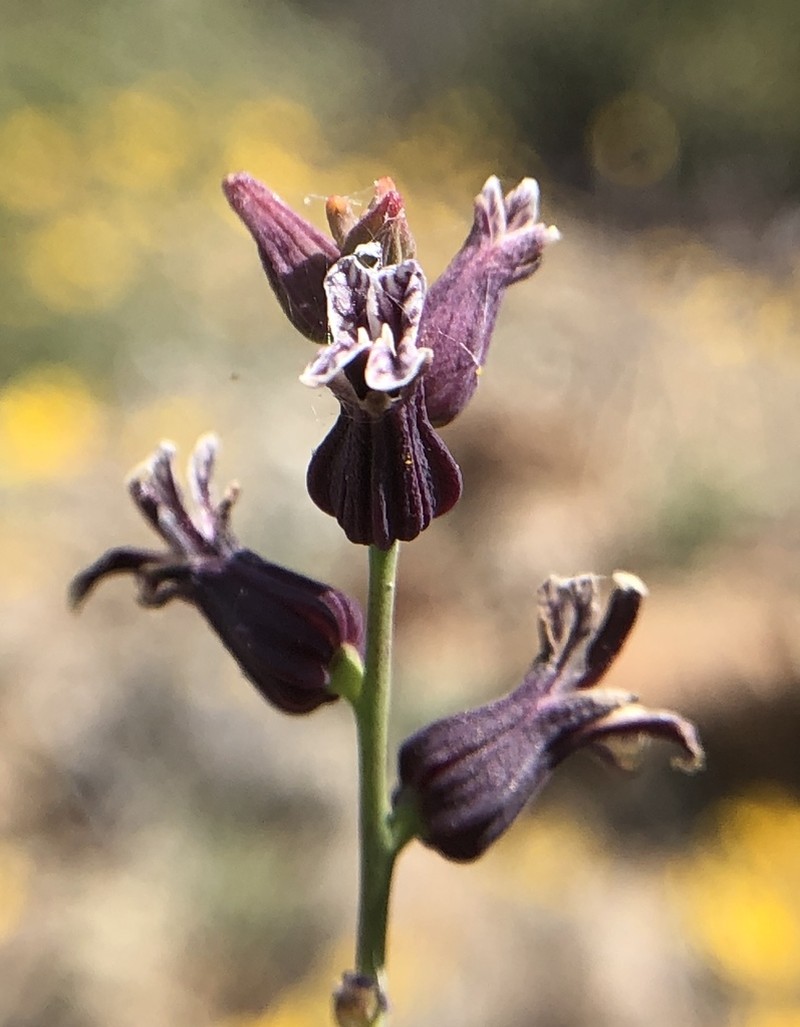 Brewer's Jewelflower photo 2
