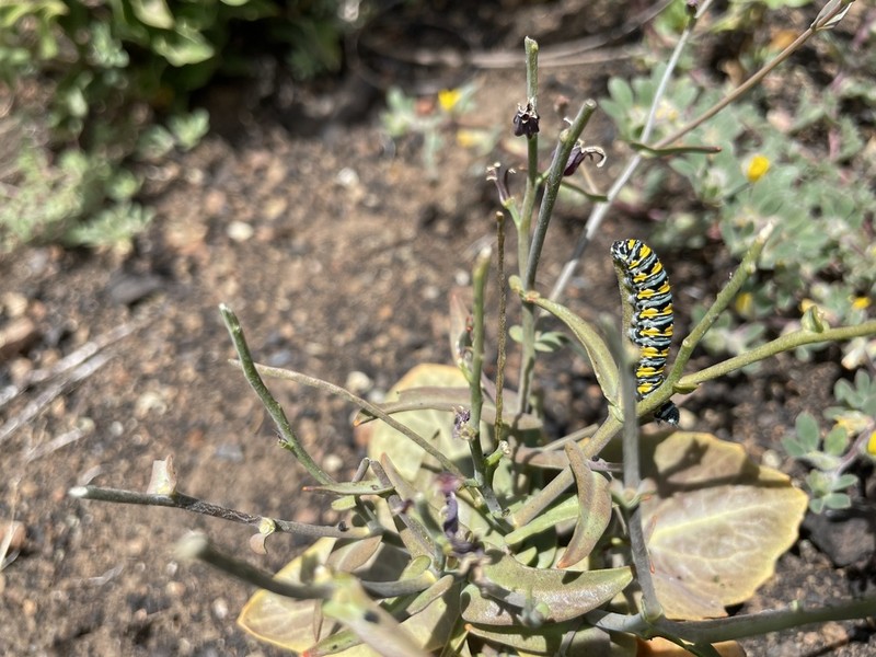 Brewer's Jewelflower photo 3