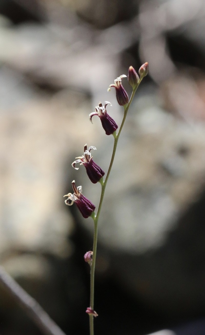 Brewer's Jewelflower photo 4