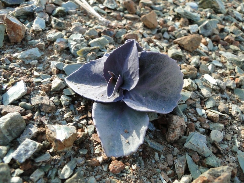 Brewer's Jewelflower photo 7