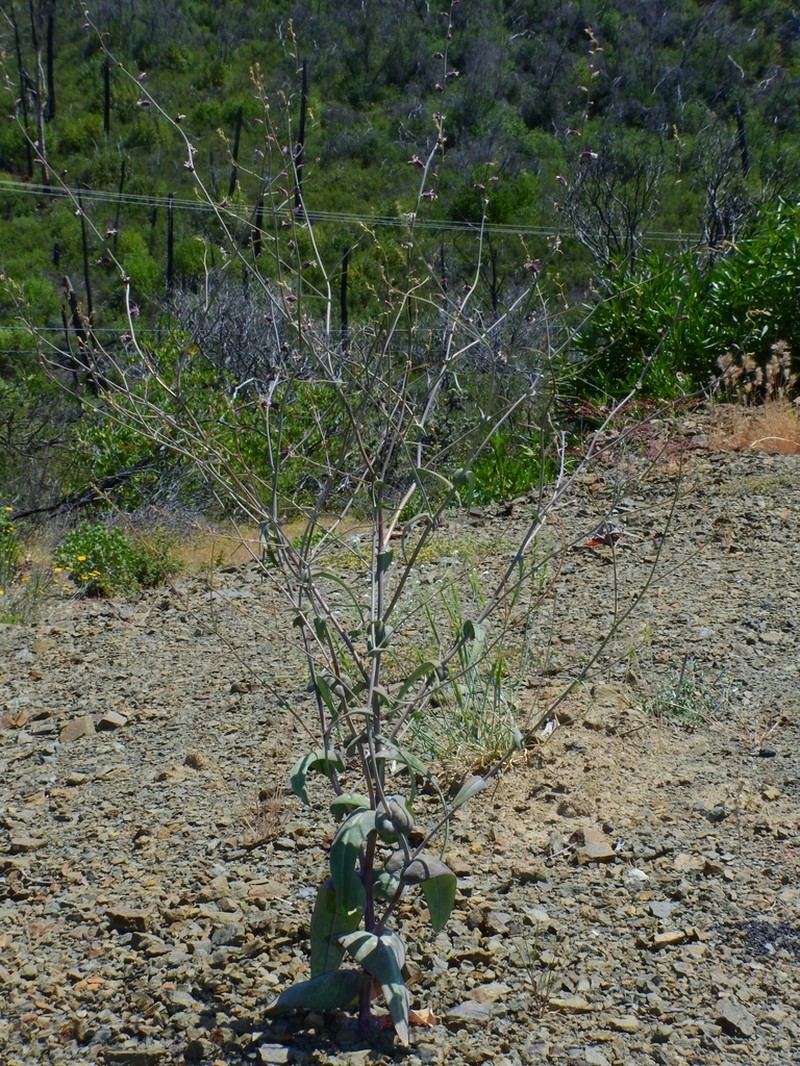 Brewer's Jewelflower photo 8
