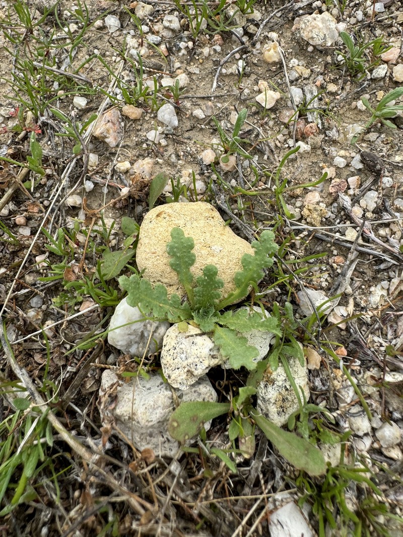 St. Francis Cabbage photo 7