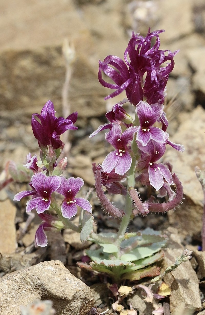 Mt. Hamilton Jewelflower photo 2