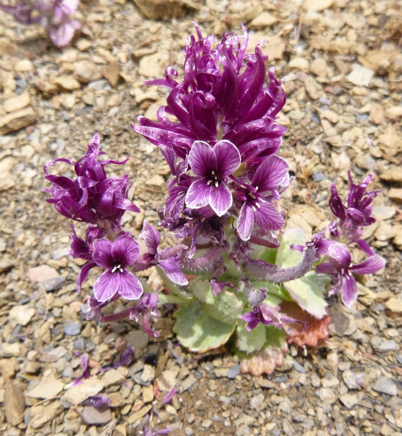 Mt. Hamilton Jewelflower photo 3