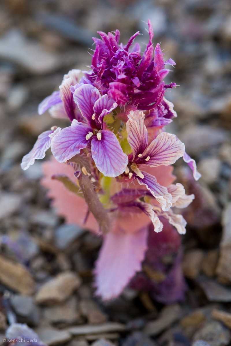 Mt. Hamilton Jewelflower photo 4