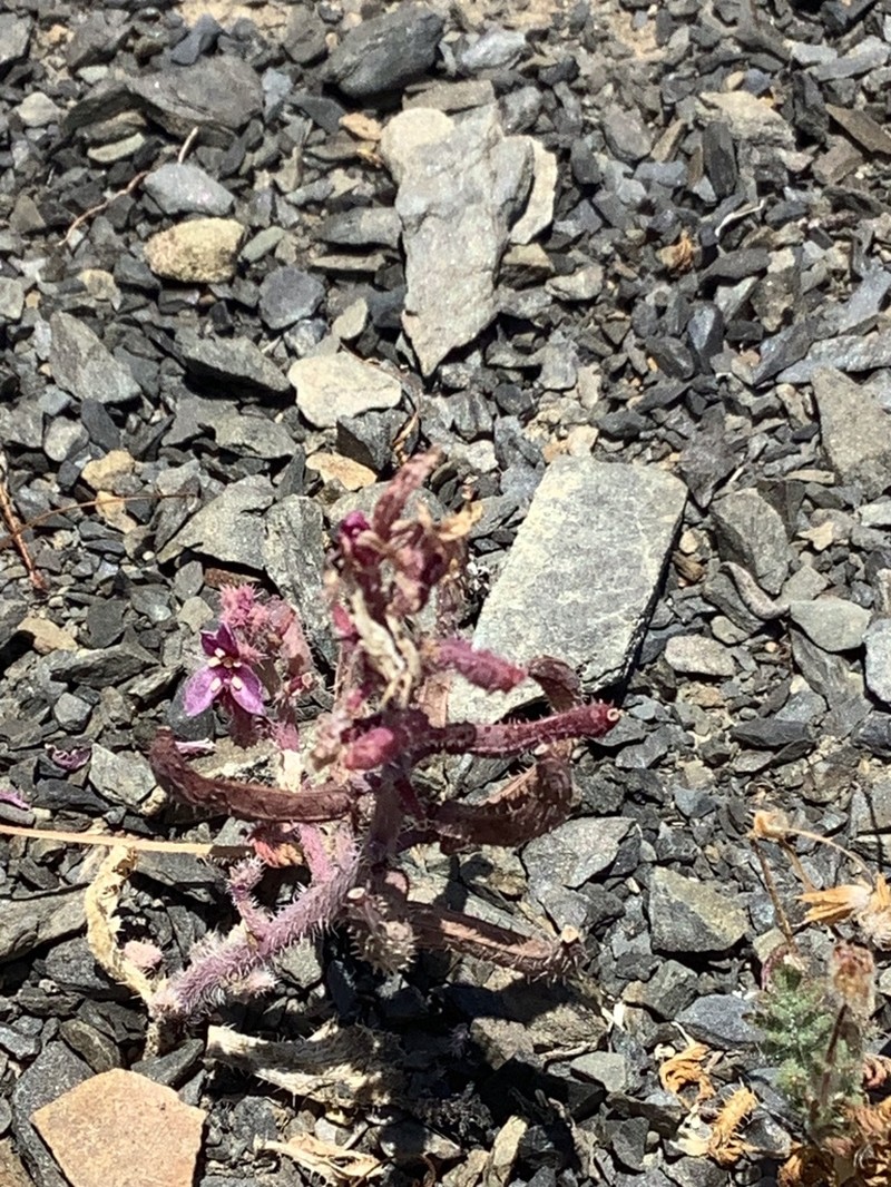 Mt. Hamilton Jewelflower photo 5