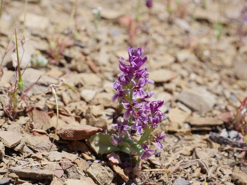 Mt. Hamilton Jewelflower photo 6