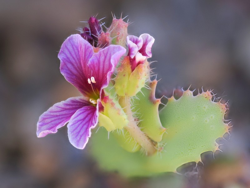 Mt. Hamilton Jewelflower photo 7