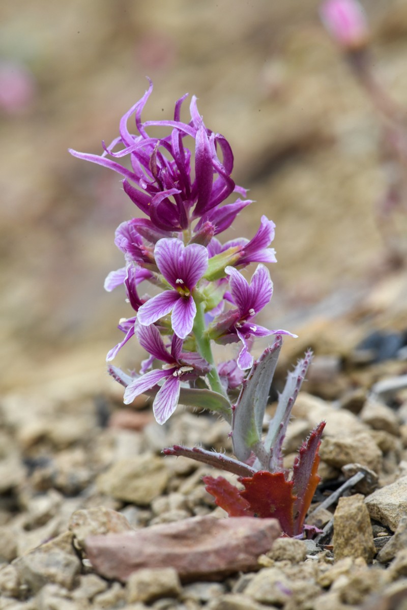 Mt. Hamilton Jewelflower