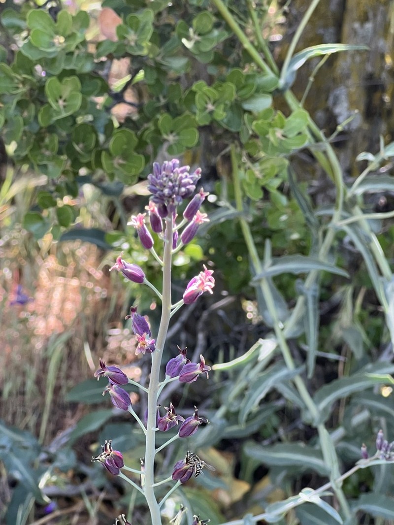 Southern Jewelflower