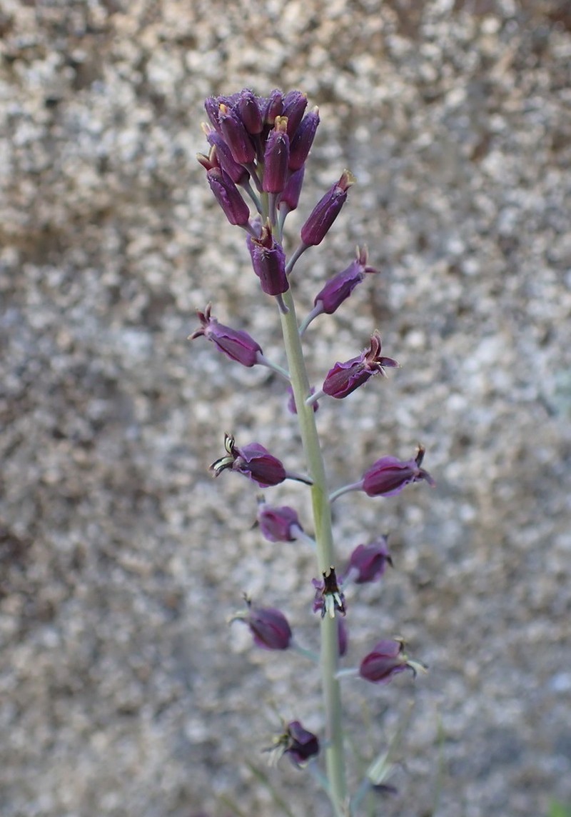 Southern Jewelflower photo 3