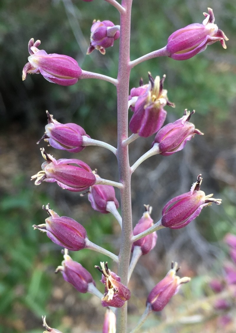 Southern Jewelflower photo 6