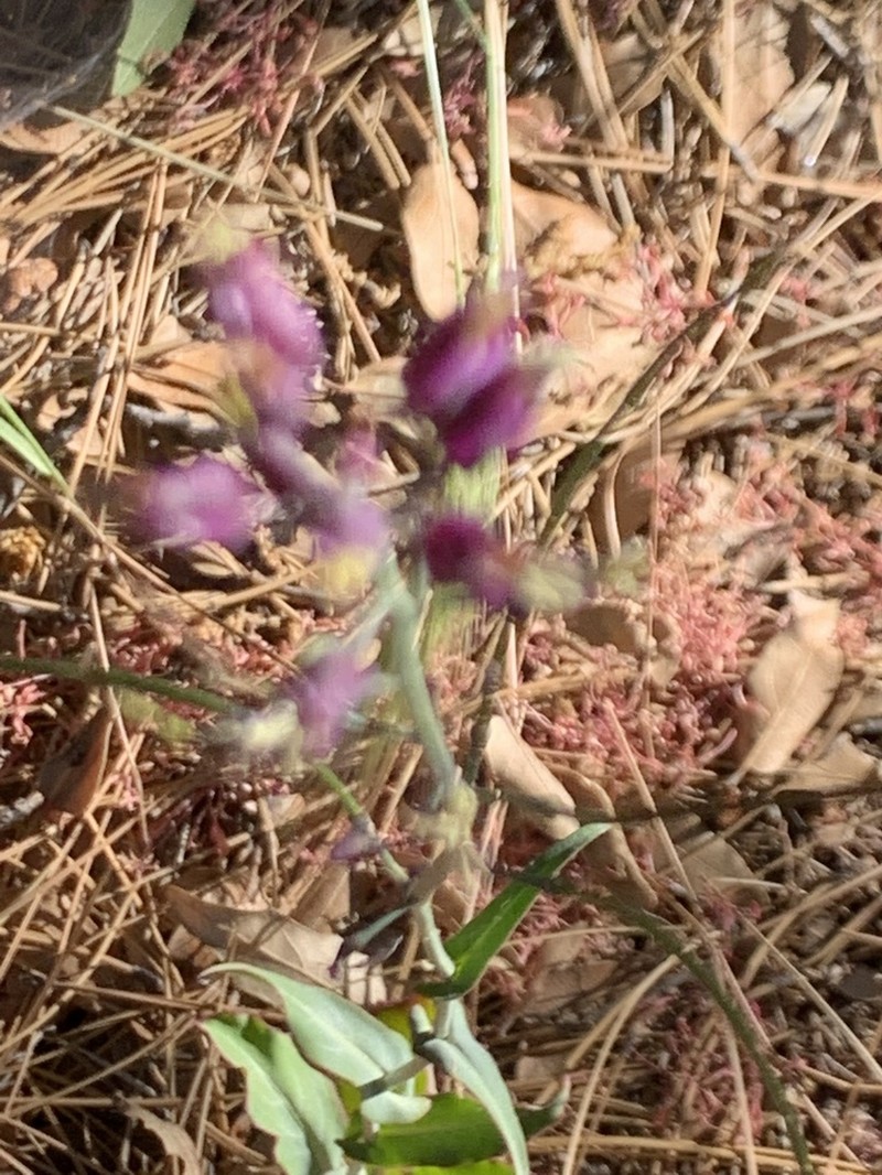 Southern Jewelflower photo 7