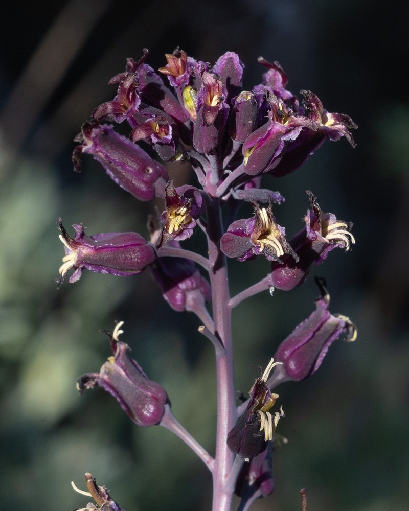 Southern Jewelflower photo 8