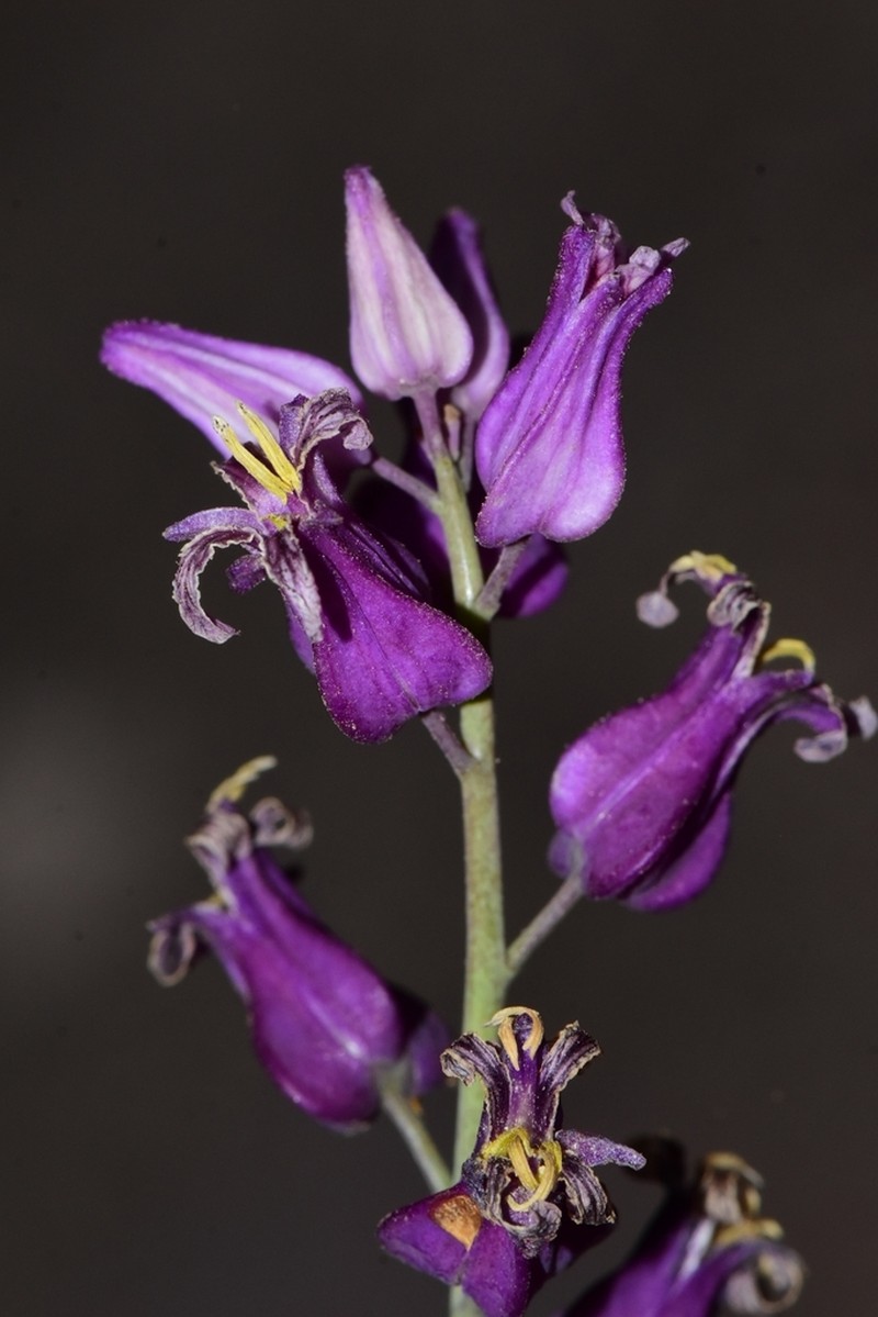 Lyreleaf Jewelflower photo 3