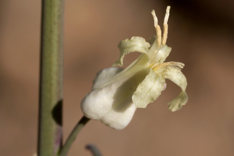 Lyreleaf Jewelflower