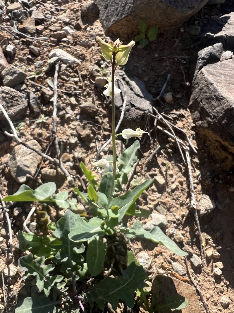 Streptanthus carinatus subsp. arizonicus