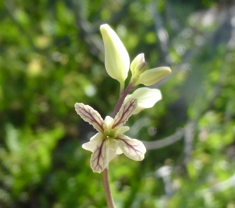 Streptanthus carinatus subsp. arizonicus photo 4