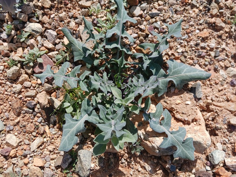 Streptanthus carinatus subsp. arizonicus photo 5