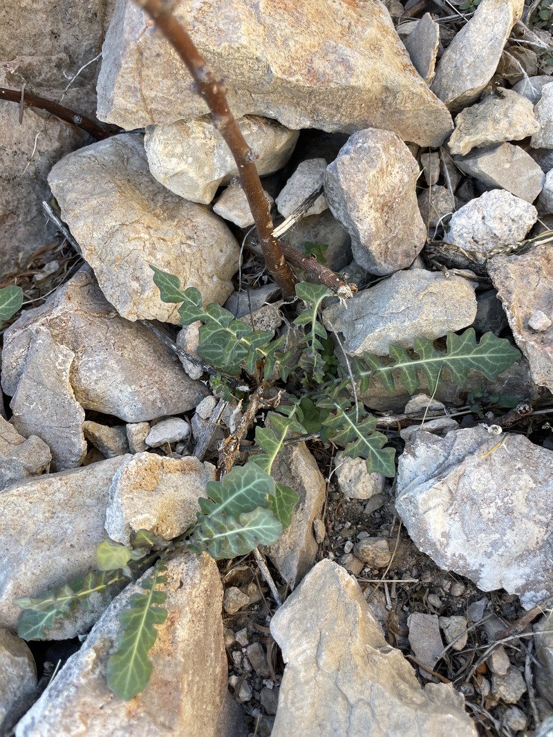 Streptanthus carinatus subsp. carinatus