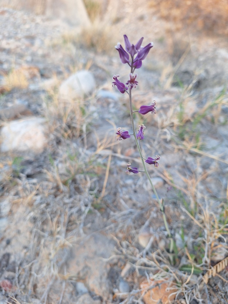 Streptanthus carinatus subsp. carinatus photo 2