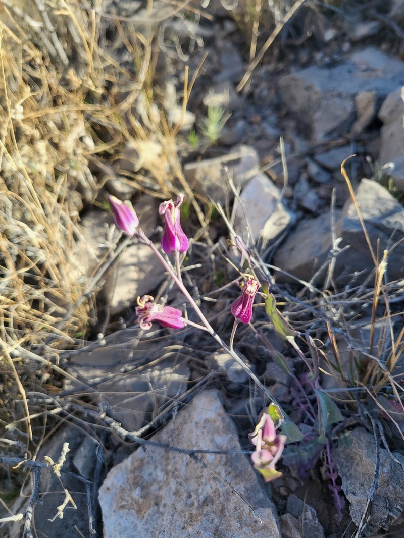 Streptanthus carinatus subsp. carinatus photo 4