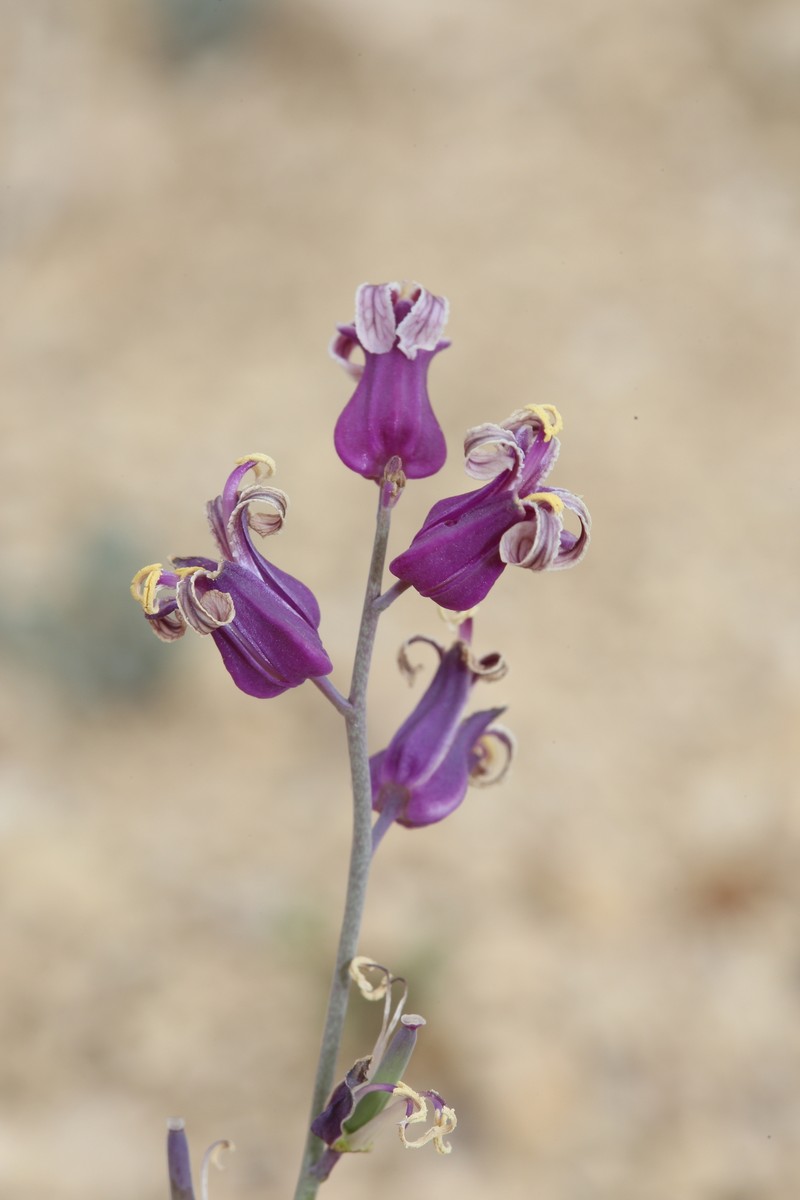 Streptanthus carinatus subsp. carinatus photo 7