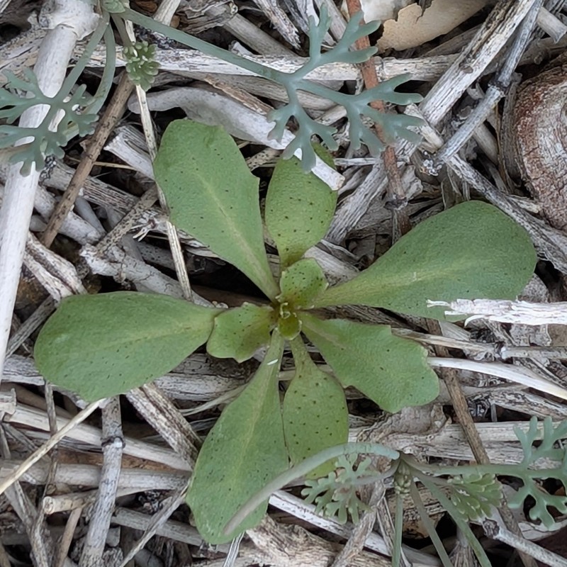 Cooper's Wild Cabbage