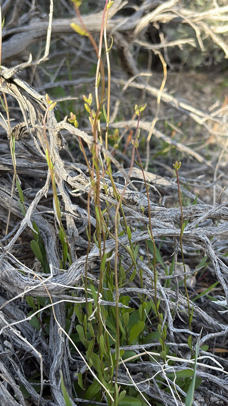 Cooper's Wild Cabbage photo 2
