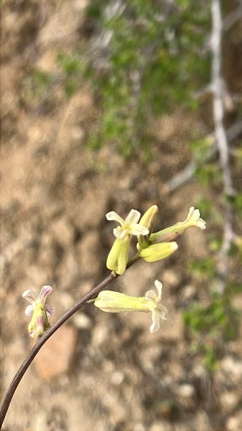 Cooper's Wild Cabbage photo 5