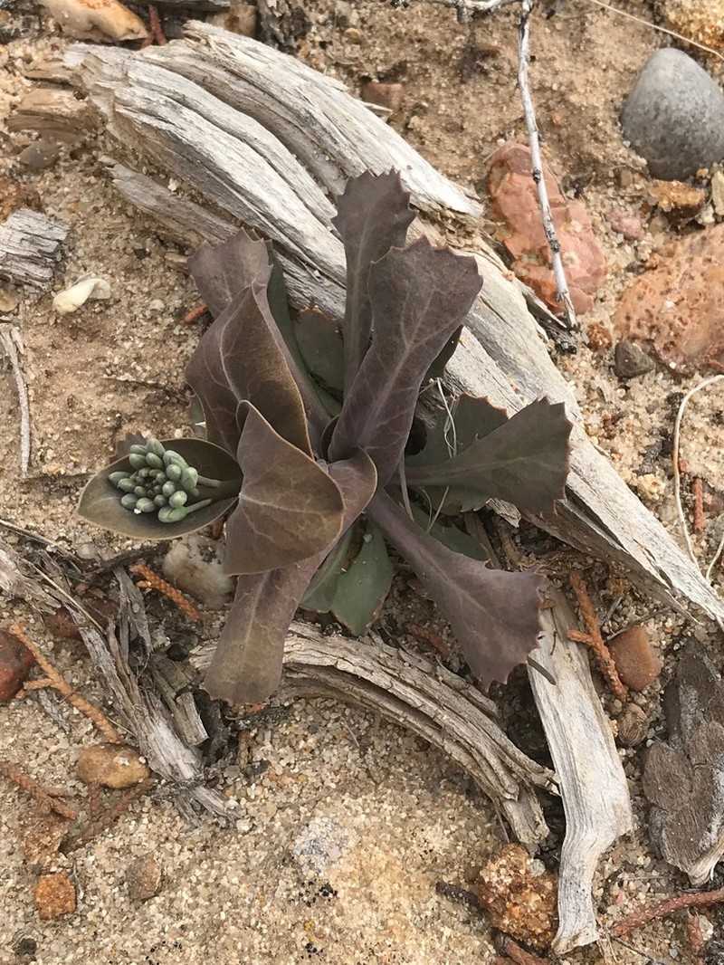 Heartleaf Twistflower photo 6