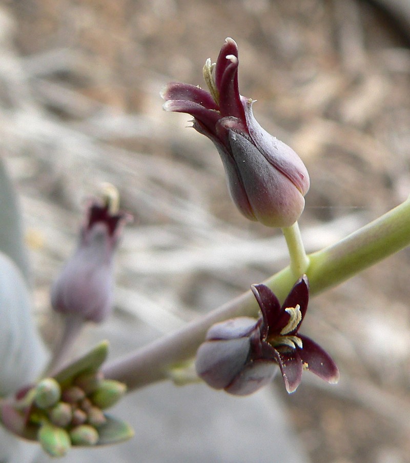 Heartleaf Twistflower