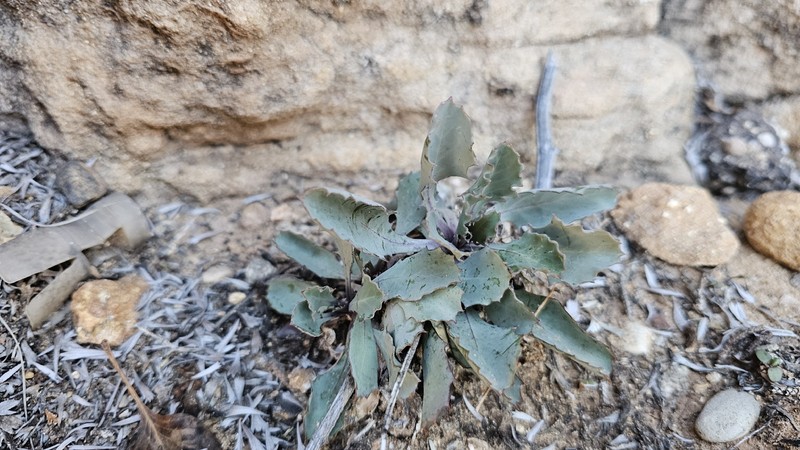 Streptanthus cordatus var. cordatus