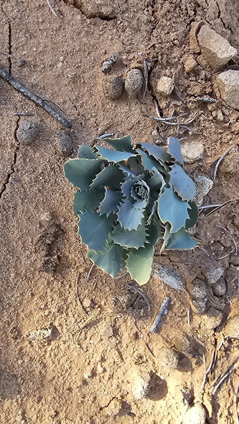 Streptanthus cordatus var. cordatus photo 2