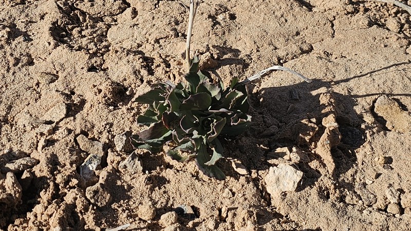 Streptanthus cordatus var. cordatus photo 3