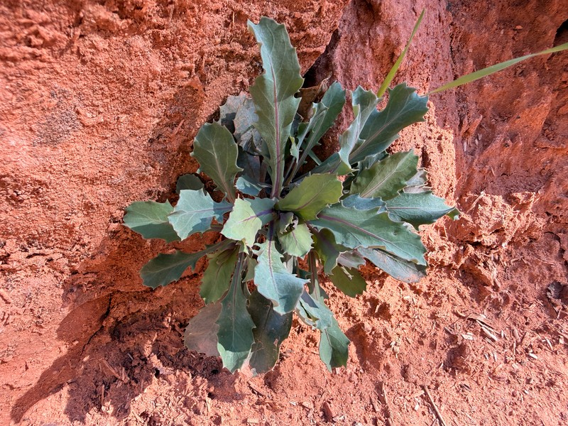 Streptanthus cordatus var. cordatus photo 4
