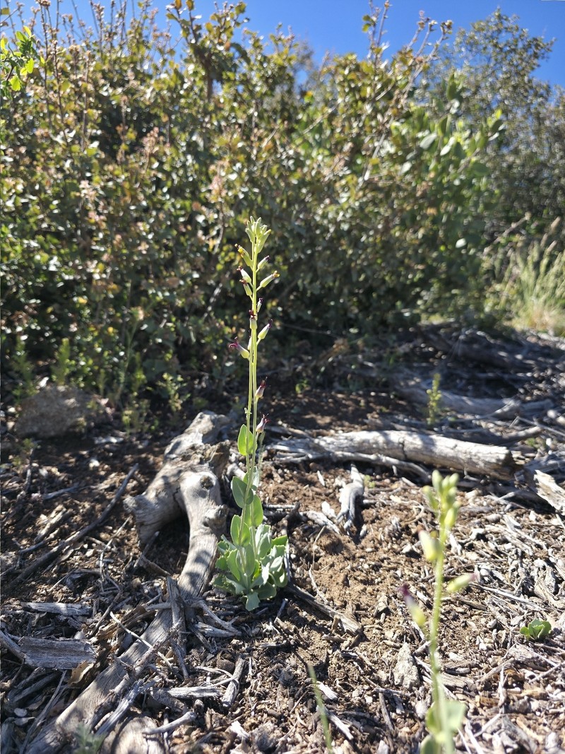 Streptanthus cordatus var. cordatus photo 6
